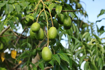 Unripe Spondias Dulcis Fruits