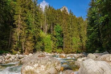 Clear mountain stream flowing over rocks through a lush green forest in the Tatra Mountains, with a rocky peak emerging above the treetops under a bright blue sky. Javorova valley dolina