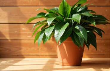 Woman tending to lush green houseplant in terracotta pot on wooden surface