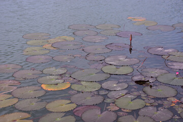 Modern residential apartment buildings reflected in a calm pond, with blooming wildflowers and greenery in the foreground. A scenic blend of urban development and natural beauty in Bangladesh