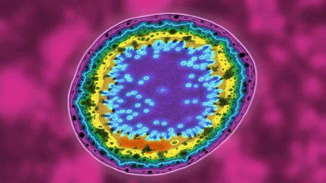 Educational chart of Brucella bacterium created for scientific learning and microbiological research