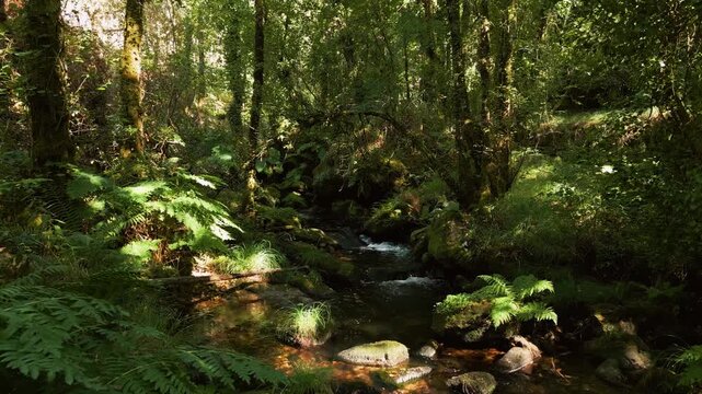 Creek In Tropical Forest Of Merendero de Ois Park In Xora, A Coru&ntilde;a, Spain. Zoom In Shot