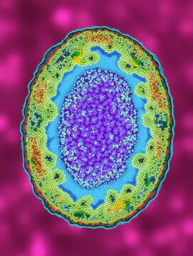 Digital analysis of Brucella bacterium for use in scientific education and microbiological exploration
