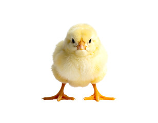 Obraz premium A fluffy yellow baby chick standing and looking forward isolated on transparent background