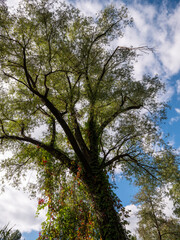 Obraz premium Tall willow tree with yellow autumn leaves, standing by a field under clear sky, seasonal landscape in fall.