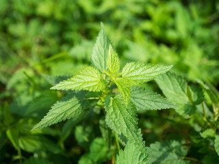 Close-up of fresh green stinging nettle plant with serrated leaves, used for tea, soup, poultices, natural remedies and herbal medicine.
