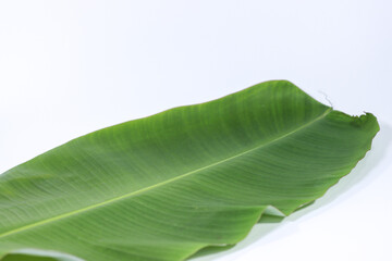 Obraz premium Green Banana Leaf Placed Flat on a White Background