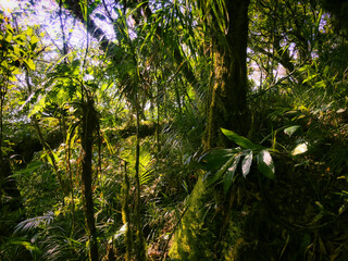 Meratus Mountains Highland Forest Floor, Tropical Rainforest of Borneo, Indonesia.