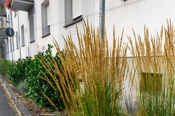 Ornamental grass planted next to a residential building, forming vertical golden stems as part of...