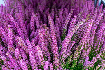 Blooming heather with purple flowers, dense clusters of ornamental plants, close-up showing details of delicate buds.