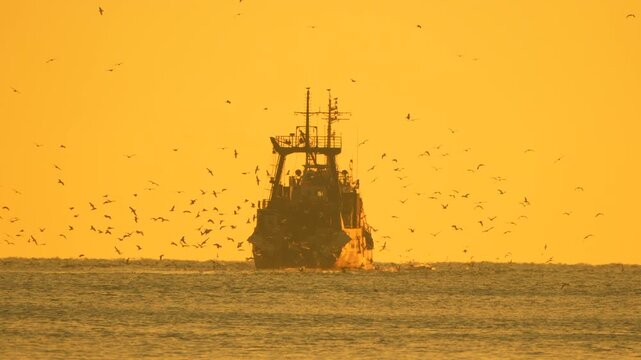 Fishing boat, sea, sunset with many seagulls flying around a commercial trawler