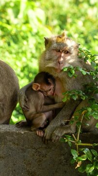 Vertical: long-tailed macaque with her infant at Uluwatu Temple during the day in Badung Regency, Bali, Indonesia, medium shot