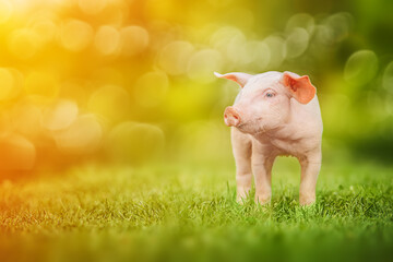 Cute piglet standing on green grass with sunlight and bokeh background