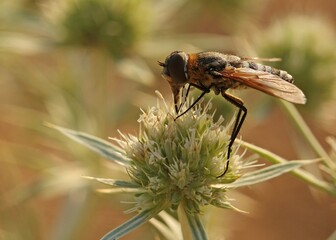 bee fly, likely belonging to the genus Exoprosopa within the family Bombyliidae. 