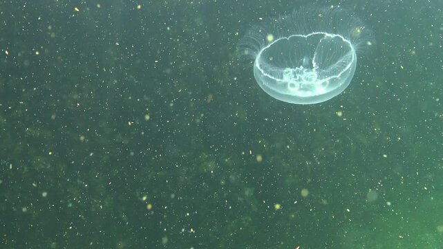 Moon jellyfish Aurelia aurita jellyfish swims in the water column near the shore in the Black Sea