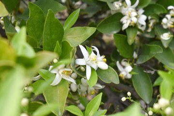 Blossoming orange tree flowers, orange blossoms, Spring harvest, closeup of Orange tree branches with flowers and leaves, buds and leaves, white little flower closeup, Chakwal, Punjab, Pakistan