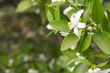 Blossoming orange tree flowers, orange blossoms, Spring harvest, closeup of Orange tree branches with flowers and leaves, buds and leaves, white little flower closeup, Chakwal, Punjab, Pakistan