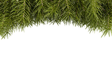 christmas background with fir branches on white