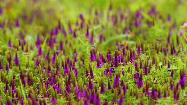 Close up of flower of Pogostemon deccanensis known as Deccan Shrub-Mint is a small erect acquatic herb grows on western ghats plateau which made of basalt rocks and bloom during monsoon.