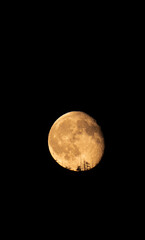 The moon on a black background, big, bright, clear, with craters, and trees from the forest on it