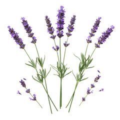 Three distinct, pristine blooming lavender stems with vibrant purple florets and green foliage on a transparent background, 45-degree studio shot, clean aesthetic, concept for elegant botanical