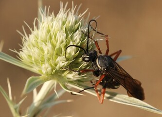 Great Golden Digger Wasp (Sphex ichneumoneus) on a spiky plant, likely a thistle or similar. 