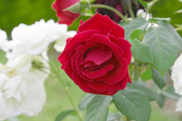 Beautiful red rose flower closeup in garden, A very beautiful red rose flower bloomed on the rose tree, Rose flower closeup, bloom flowers, Natural spring flower, Natural floral background,