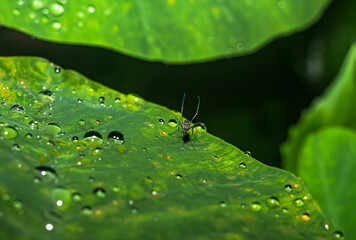 Aedes mosquito, which transmits diseases like West Nile Virus, Yellow Fever, Dengue, Chikungunya,...