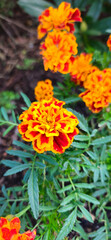 flower, nature, garden, orange, yellow, plant, flowers, summer, marigold, spring, blossom, field, beauty, bloom, red, petal, flora, daisy, color, floral, meadow, park, bright, leaf, petals