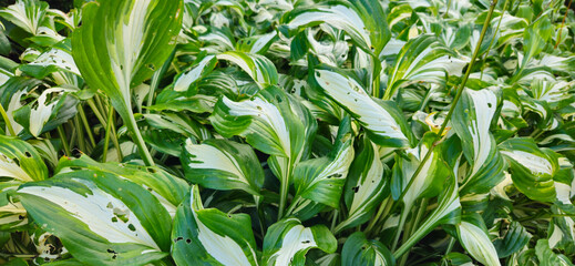 flower, nature, garden, orange, yellow, plant, flowers, summer, marigold, spring, blossom, field, beauty, bloom, red, petal, flora, daisy, color, floral, meadow, park, bright, leaf, petals