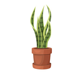 Snake plant in pot vector illustration