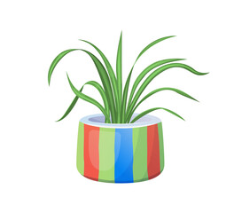 Spider plant in pot vector illustration