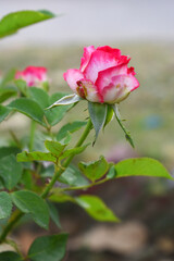 Beautiful red white rose flower closeup in garden, A very beautiful red white rose flower bloomed on the rose tree, Rose flower closeup, bloom flowers, Natural spring flower floral background
