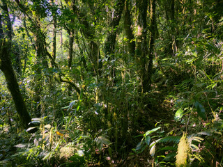 Meratus Mountains Highland Forest Floor, Tropical Rainforest of Borneo, Indonesia.