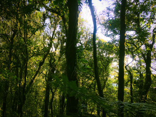 Meratus Mountains Highland Forest Floor, Tropical Rainforest of Borneo, Indonesia.