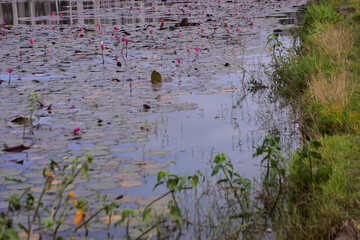 Pink water lilies blooming in pond with city building reflection