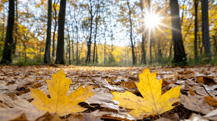Fototapeta premium Golden leaves blanket forest floor, illuminated by sunlight filtering through trees