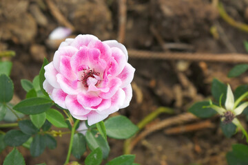 Beautiful pink rose flower closeup in garden, A very beautiful pink yellow rose flower bloomed on the rose tree, Rose flower closeup, bloom flowers, Natural spring flower floral background