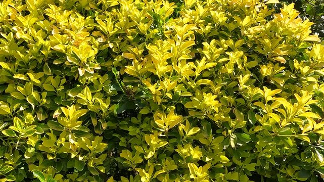 Golden euonymus shrub with vibrant yellow green foliage. Close-up of golden euonymus shrub with dense yellow and green leaves creating natural garden texture.