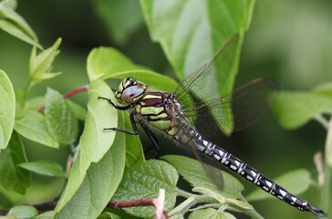 Hairy Dragonfly (Brachytron pratense) perched on green leave