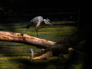Fototapeta premium great blue heron