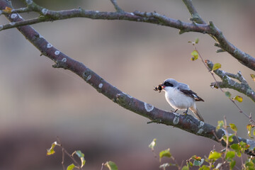 Lesser grey shrike (Lanius minor) feeding on a bee, Norfolk coast, England. Rare migrant bird to the UK.