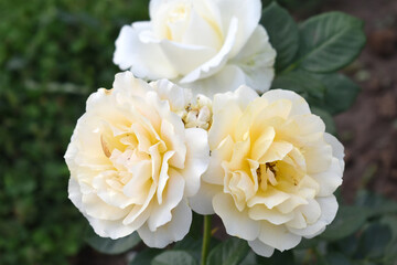 Beautiful white rose flower closeup in garden, A very beautiful white rose flower bloomed on the rose tree, Rose flower closeup, bloom flowers, Natural spring flower, Natural floral background,