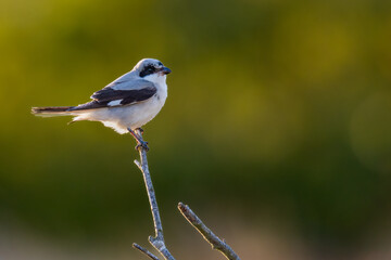 Lesser grey shrike (Lanius minor), Norfolk coast, England. Rare migrant bird to the UK.