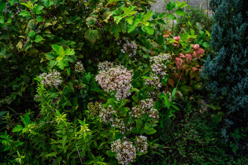 안양천변 공원의 식물 