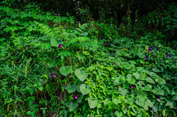 안양천변 공원의 식물 