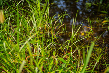 안양천변 공원의 식물 