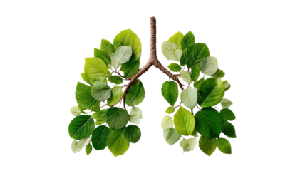 Human lungs with tree leaves creative illustration medical organ respiratory system anatomy eco green nature environment biology health concept isolated on white background