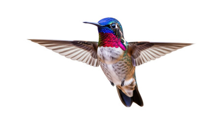 Isolated Calliope Hummingbird male displaying iridescent throat and outstretched wings