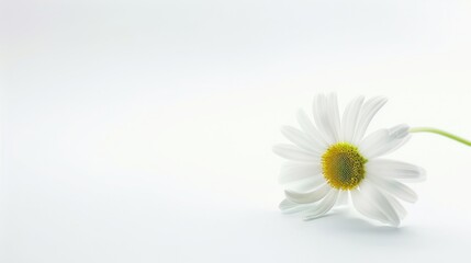 Obraz premium Macro Floral Closeups: Isolated Daisies, White Chamomile & Yellow Chrysanthemum Blooms